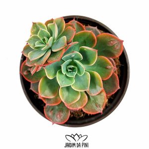 Echeveria Raindrops Híbrida