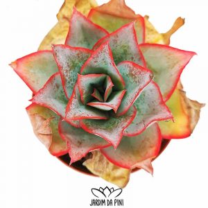 Echeveria Subrigida