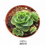 Greenovia Aurea Multi