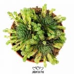Sempervivum Rosularia