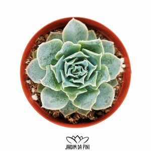 Echeveria Simulans Ascension