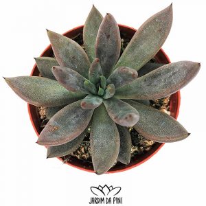 Echeveria Unguiculata Jaujal