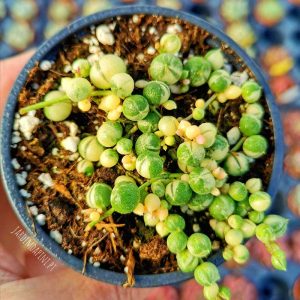 senecio rowleyanus variegata