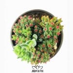 Crasula Tenelli Sardine 1