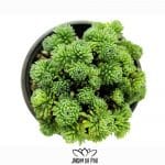 sedum multiceps 1