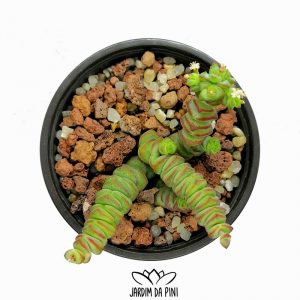 Crassula rupestris subsp. marnieriana