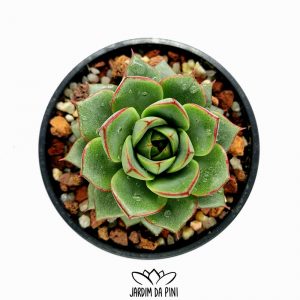Echeveria Fabiola