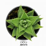 Haworthia Spider White