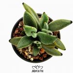 Kalanchoe tomentosa Panda Plant