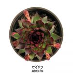 Sempervivum Bronze