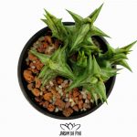 caralluma hesperidum