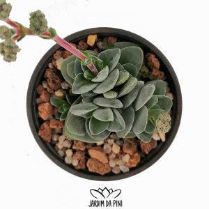 Crassula Coralita