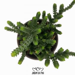 Crassula Lycopodioides