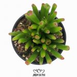 Crassula Ovata Gollum