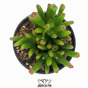 Crassula Ovata Gollum