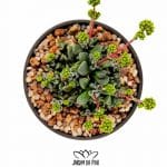 Crassula