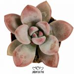 Graptopetalum Murasaki