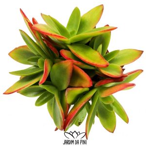Crassula Capitella Campfire