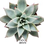 Echeveria Colorata Ice
