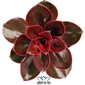 Echeveria Red Ruby