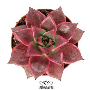 Echeveria Taurus