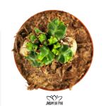 Euphorbia Stellata