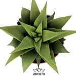 Haworthia Baylissii