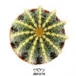 Notocactus Magnificus