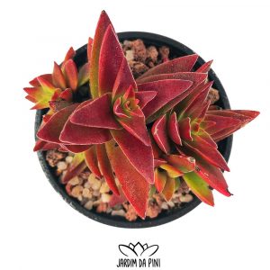Crassula Capitella 'Red Pagoda'