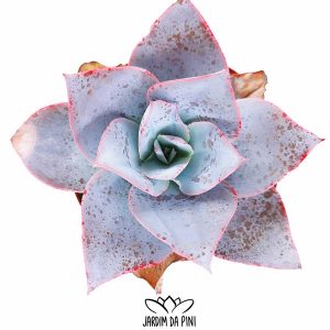 Echeveria Cante