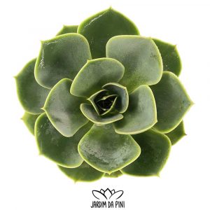 Echeveria Glauca