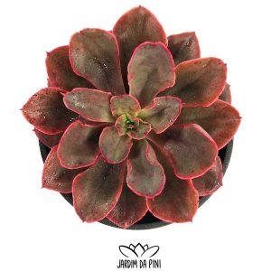 Echeveria Red Prince