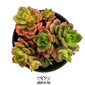 Echeveria multicaulis