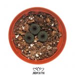 Frailea Castagnea
