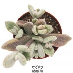 Kalanchoe eriophylla