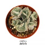 kalanchoe rhombopilosa