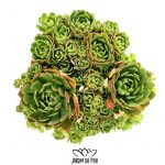 Aeonium SP