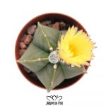 Astrophytum Myriostigma Nudum