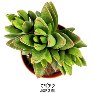 Crassula NN