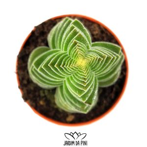 Crassula Turrita