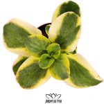 Crassula multicava variegata