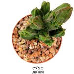 Crassula pyramidalis