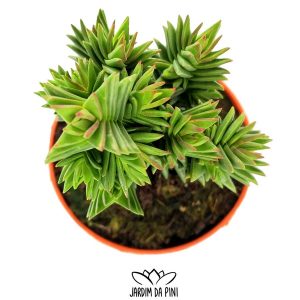 Crassula pyramidalis-x-congesta