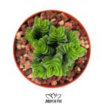 Crassula spiralis estagnol