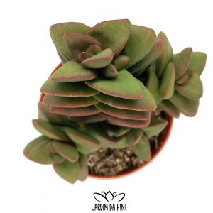 Crassula Talisman
