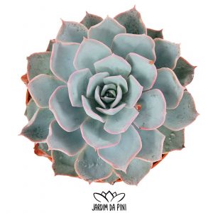 Echeveria Subsessilis