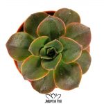 Echeveria Melaco