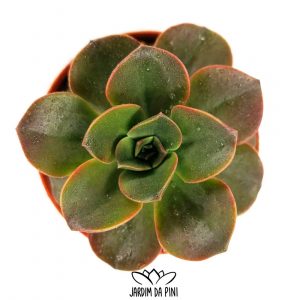 Echeveria Melaco