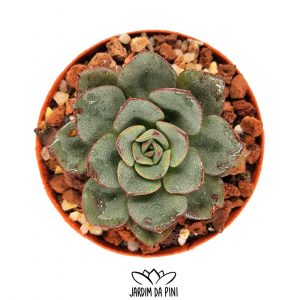 Echeveria Moranii
