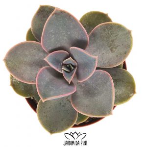 Echeveria perle von nurnberg